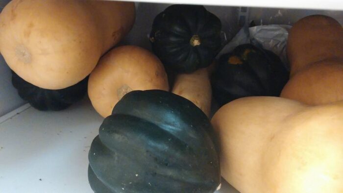 A bunch of butternut and acorn squash on the shelf of a refrigerator.