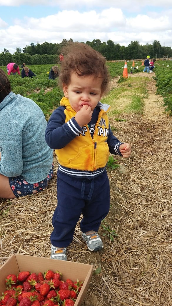 A toddler eating strawberries while strawberry picking at a farm.
