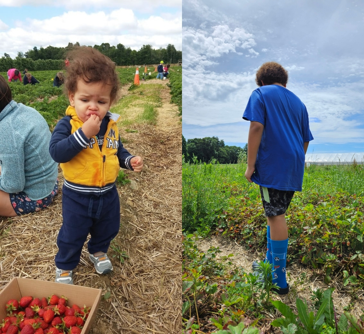 A collage of a toddler strawberry picking and a boy strawberry picking.
