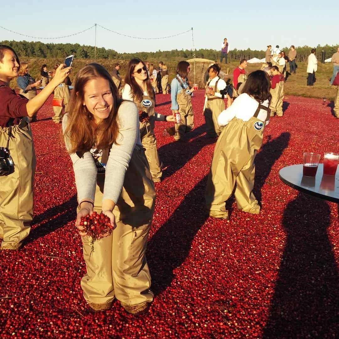 a woman wading in a cranberry bog