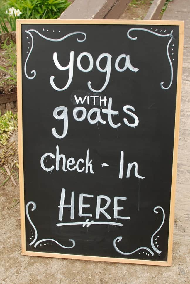 Goat yoga is a thing and it is amazing! This new fitness trend sounds kind of silly, but it’s so fun and therapeutic. As you flow through yoga poses you’ll be treated to baby goats frolicking around the room, ready to snuggle and play with you. 