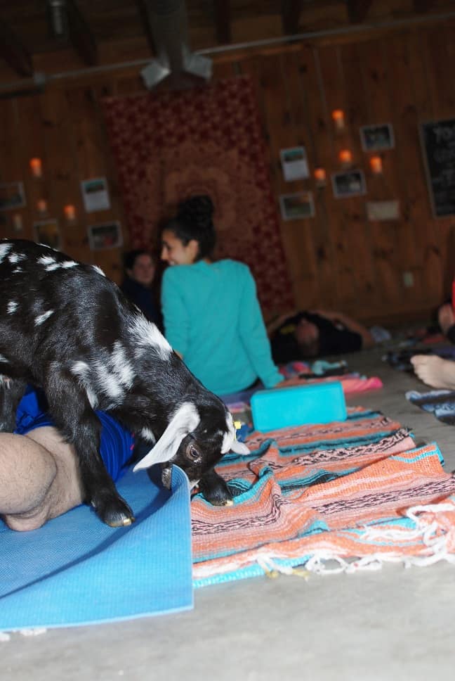 Goat yoga is a thing and it is amazing! This new fitness trend sounds kind of silly, but it’s so fun and therapeutic. As you flow through yoga poses you’ll be treated to baby goats frolicking around the room, ready to snuggle and play with you. 