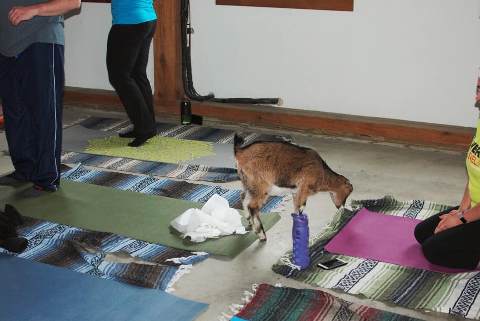 Goat Yoga Peeing on Mat