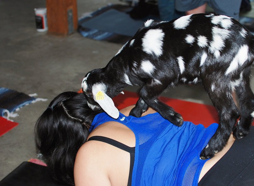 Goat yoga is a thing and it is amazing! This new fitness trend sounds kind of silly, but it’s so fun and therapeutic. As you flow through yoga poses you’ll be treated to baby goats frolicking around the room, ready to snuggle and play with you. 