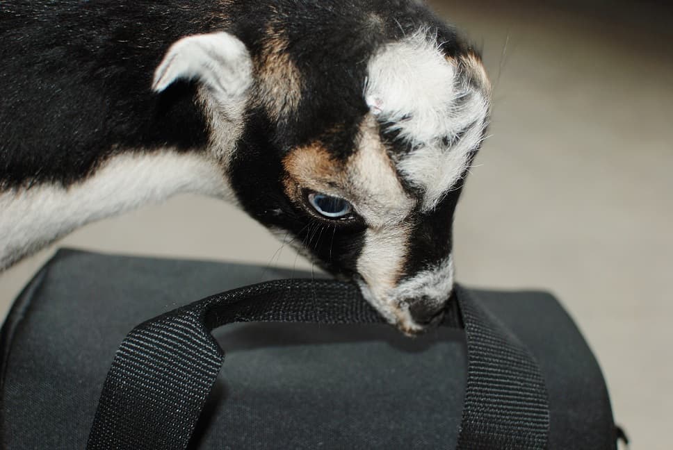 Goat yoga is a thing and it is amazing! This new fitness trend sounds kind of silly, but it’s so fun and therapeutic. As you flow through yoga poses you’ll be treated to baby goats frolicking around the room, ready to snuggle and play with you. 