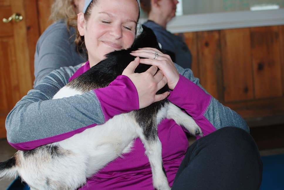 Goat yoga is a thing and it is amazing! This new fitness trend sounds kind of silly, but it’s so fun and therapeutic. As you flow through yoga poses you’ll be treated to baby goats frolicking around the room, ready to snuggle and play with you. 