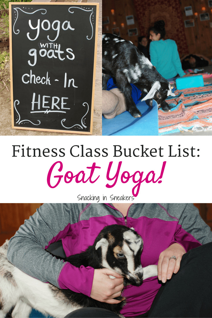 Goat yoga is the latest fitness trend you need to try! Snacking in