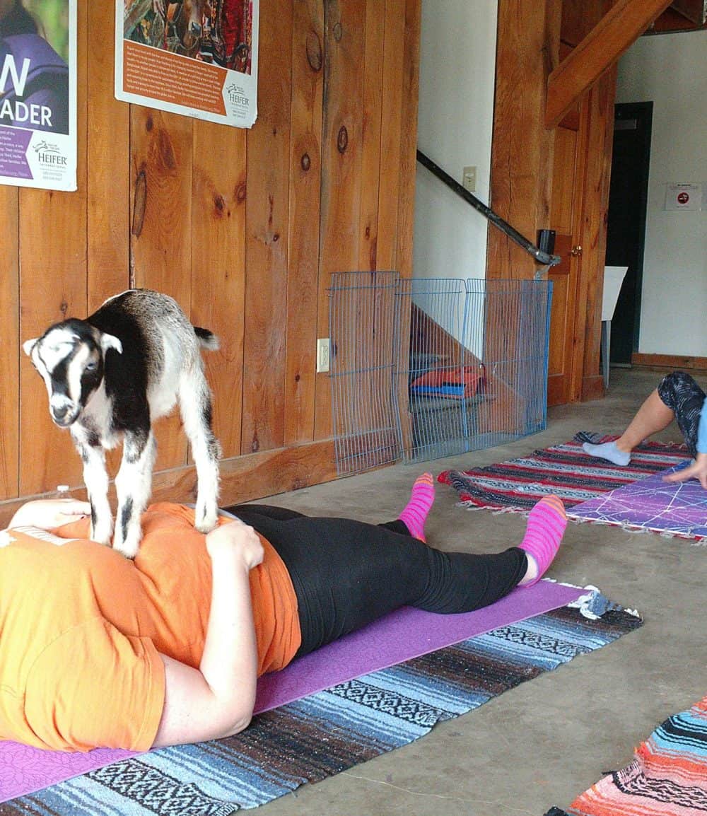 Goat yoga is a thing and it is amazing! This new fitness trend sounds kind of silly, but it’s so fun and therapeutic. As you flow through yoga poses you’ll be treated to baby goats frolicking around the room, ready to snuggle and play with you. 