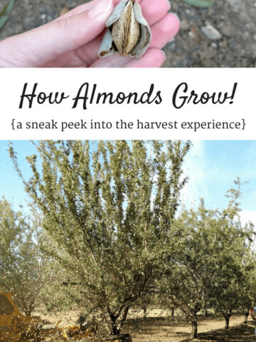 Curious about how almonds grow or almond benefits for your body? Check out this recap of a visit to an almond orchard – plus some almond recipe inspiration!
