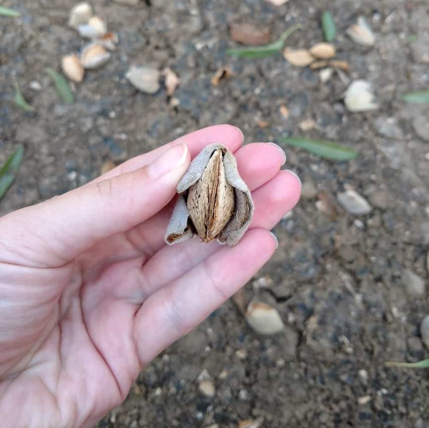 In Shell Almond during Almond Harvest Experience
