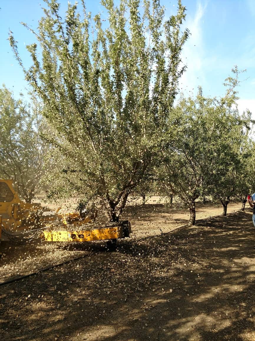 Almond Harvest Experience - Shaker Machine