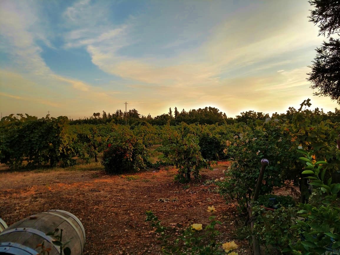 Harmony Vineyards Lodi