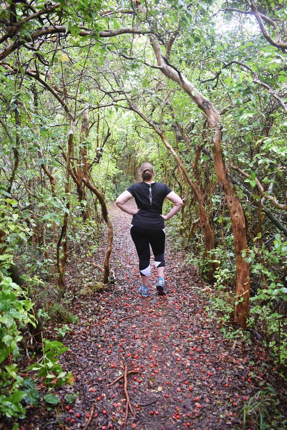 Idwal Hughes Nature Reserve in Bermuda