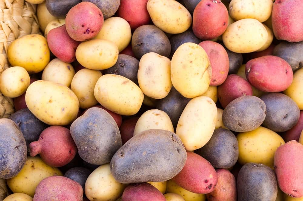 Fresh colorful potatoes red white blue on display at the market