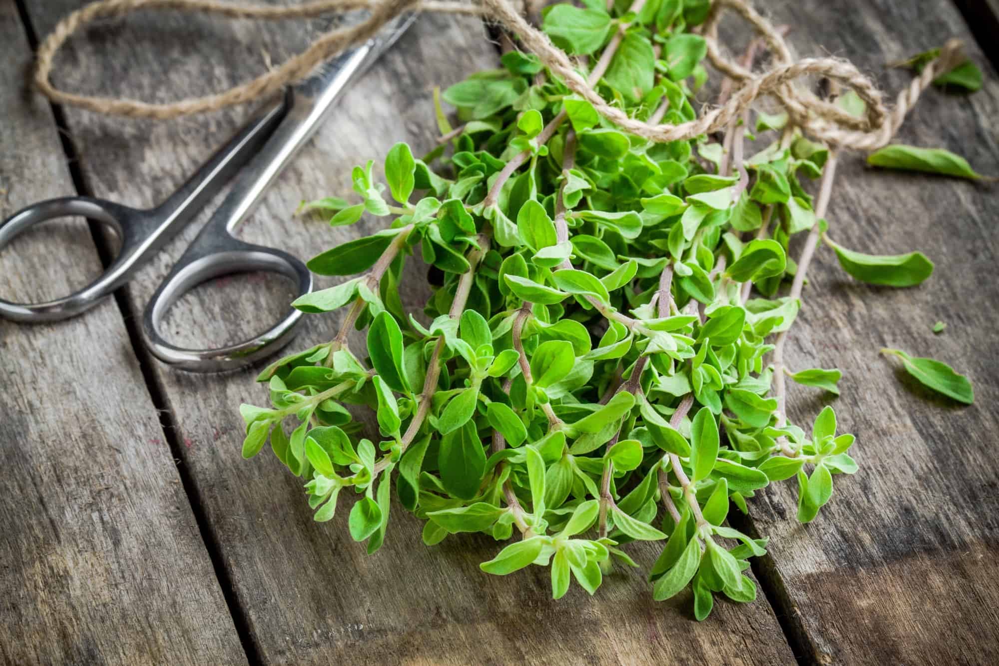 bunch of raw green herb marjoram