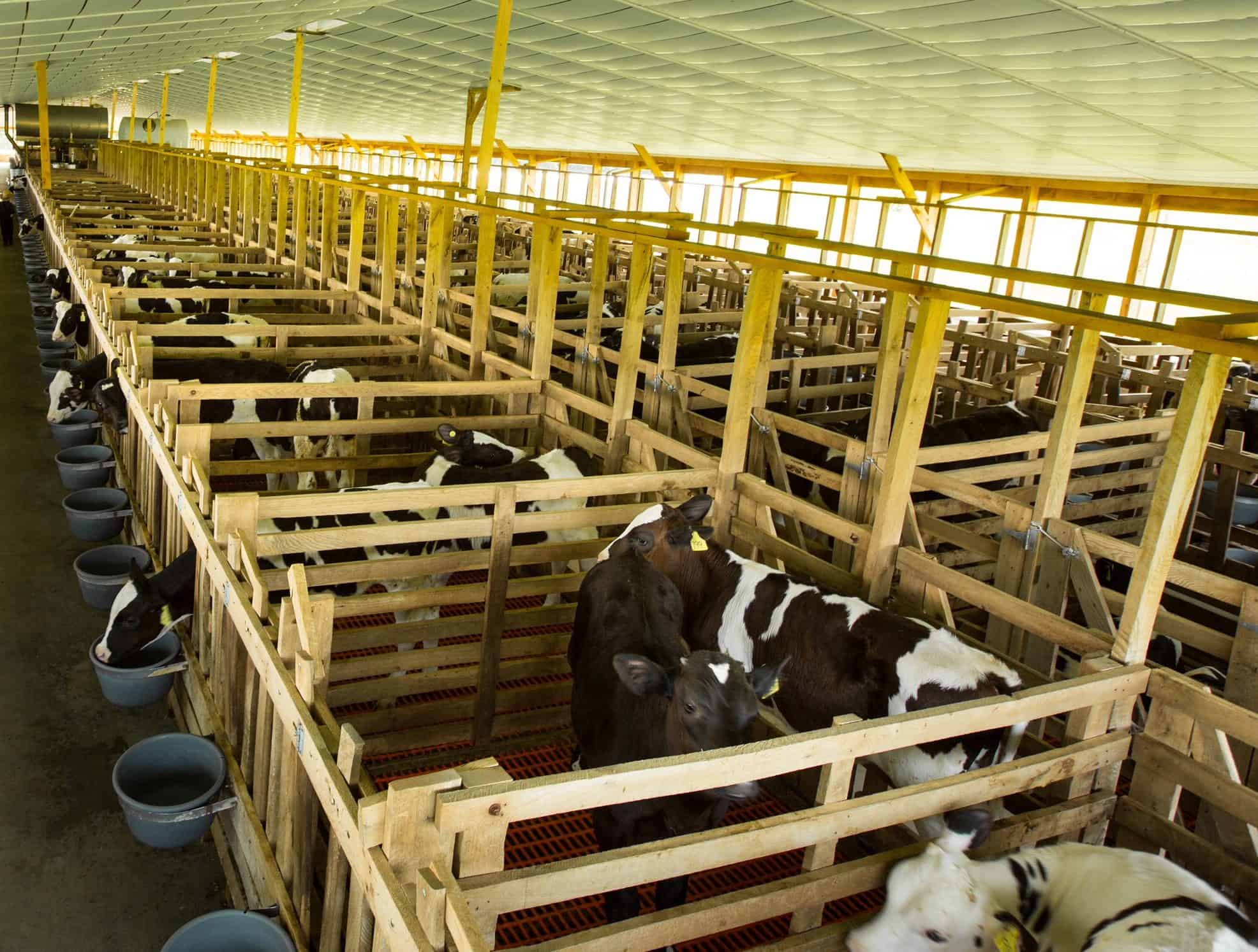 Veal barn with group housing