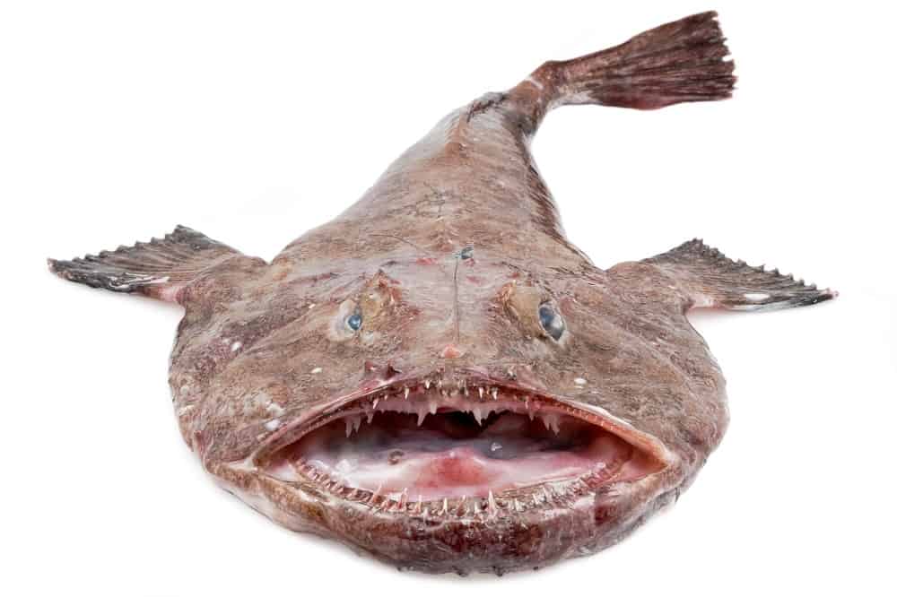 a monkfish that was pulled out of the sea