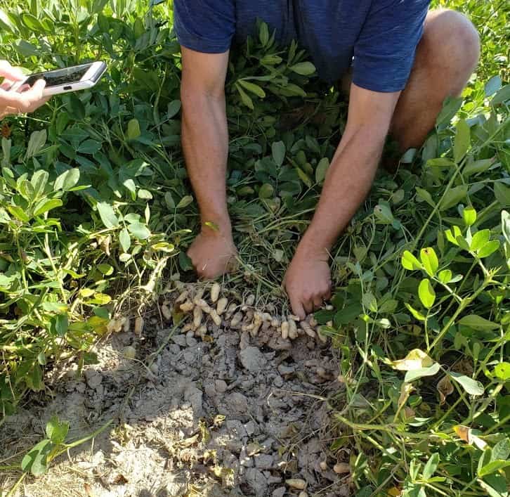 Peanuts being pulled up from the dirt