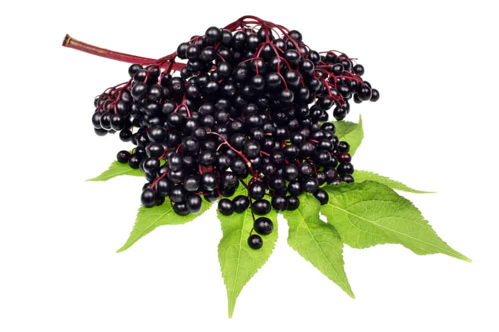 Elderberry plant