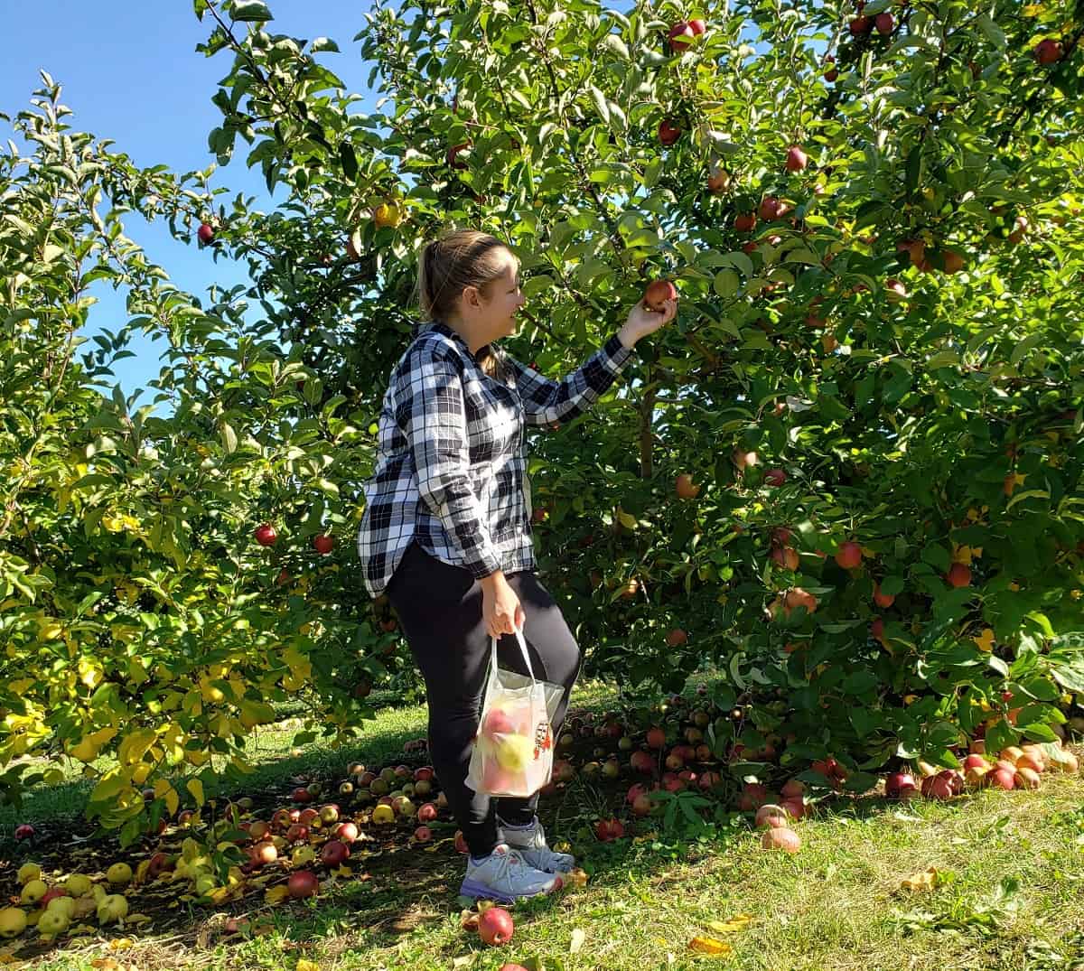 A woman apple picking in the fall.